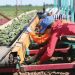 Increase of 1.9% in Greenhouse Vegetable Production in Russia