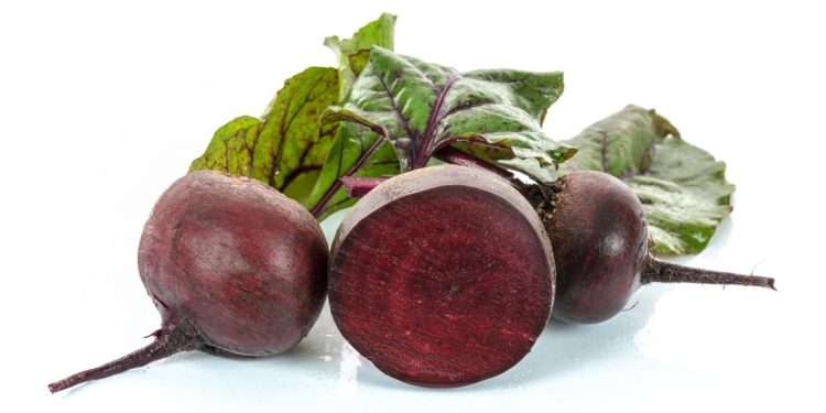 Sugar Beet Protection: DLF Beet Seed’s Plant Breeding Secures Stronger Beet Plants