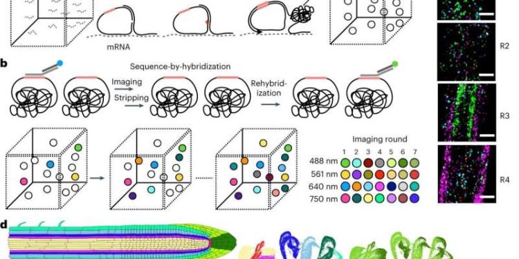 Unveiling Nature’s Secrets: Revolutionary Imaging Technique Captures Entire Plant Tissues in Unprecedented Detail