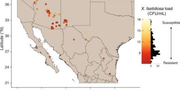 Revolutionizing Grapevine Disease Management: Unveiling a Potential Breakthrough