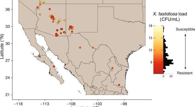 Revolutionizing Grapevine Disease Management: Unveiling a Potential Breakthrough