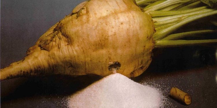 Sweet Plans: Sugar Beet Production on the Rise for Agricultural Sector