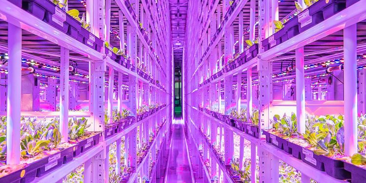 What crops can be grown on a vertical farm?