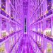 What crops can be grown on a vertical farm?