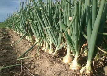 Unseasonal Rains Spoil Onion Harvest in Nashik, Maharashtra: Consequences for Farmers and the Economy