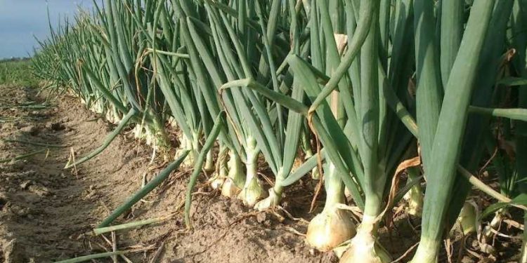 Unseasonal Rains Spoil Onion Harvest in Nashik, Maharashtra: Consequences for Farmers and the Economy