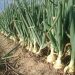 Unseasonal Rains Spoil Onion Harvest in Nashik, Maharashtra: Consequences for Farmers and the Economy