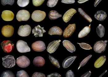 Over 1,000 Plant Varieties Affected by Patents: Crisis in European Plant Breeding System