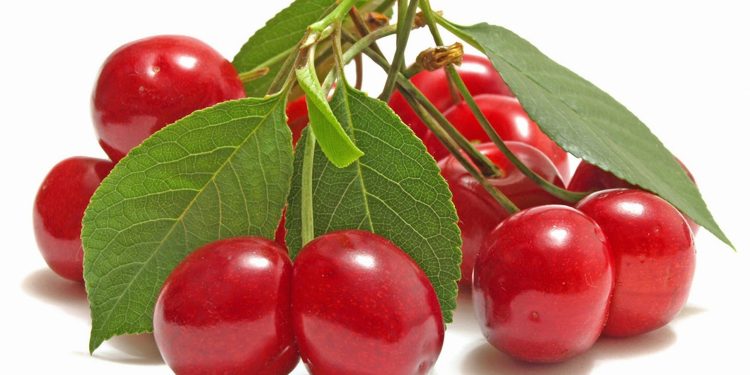 Uzbekistan’s Cherry Becomes the Favorite on the International Market