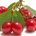 Uzbekistan’s Cherry Becomes the Favorite on the International Market