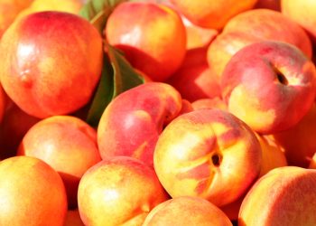 Battling the Mediterranean Fruit Fly: Russian Agricultural Quarantine Measures Intensify