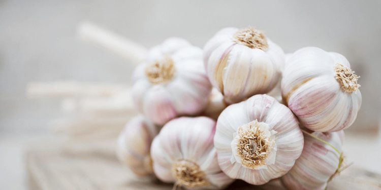 Garlic in China: Lower Yield, Poorer Quality, and Impact on International Trade