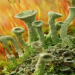 Unveiling the Molecular Tools of Fungi: Similarities Between Symbiotic and Pathogenic Fungi Revealed