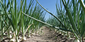 Designing a Postharvest Station to Improve Conditions