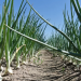 Designing a Postharvest Station to Improve Conditions