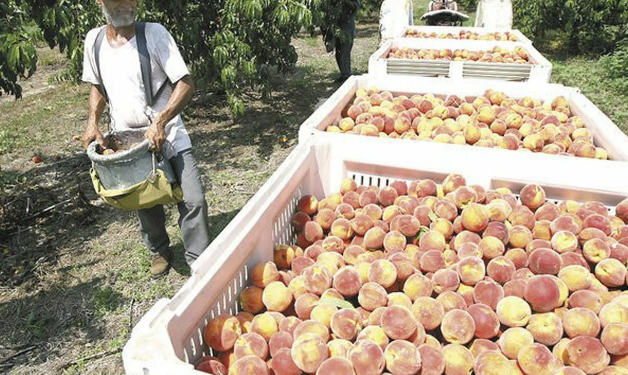 Georgia’s Bountiful Peach and Nectarine Harvest: Development and Implications for the Market