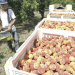 Georgia’s Bountiful Peach and Nectarine Harvest: Development and Implications for the Market
