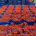 Russia Increases Tomato Import Quota from Türkiye: Boosting Turkish Growers and Export Revenues