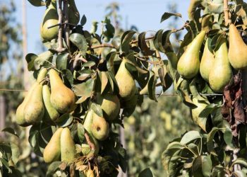 Rising Fauna Damage in Fruit Cultivation: A Growing Concern
