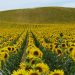 Russia Extends Export Duties on Sunflower Seeds and Sunflower Oil to Protect Domestic Market