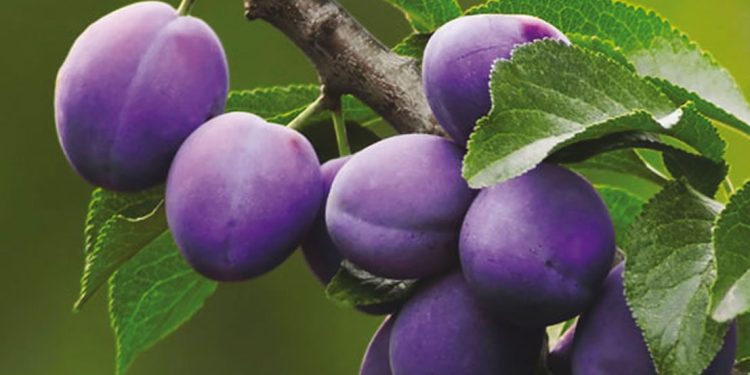 Optimizing Plum Growth and Taste: A Guide to Fruit FertilizationIntroduction
