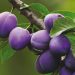 Optimizing Plum Growth and Taste: A Guide to Fruit FertilizationIntroduction