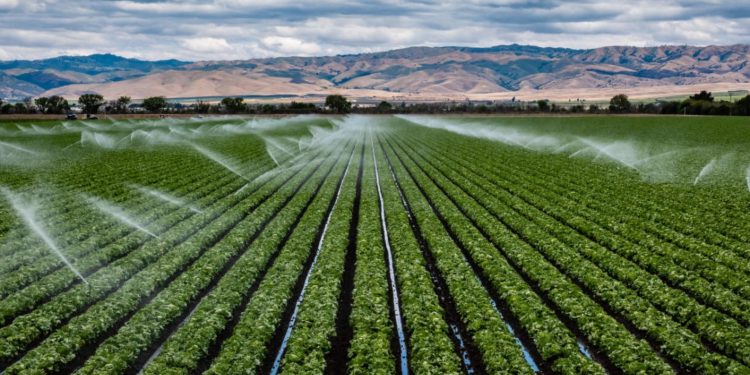 Boosting Agriculture: 5 Successful Investment Projects Implementing Irrigation in North Kazakhstan