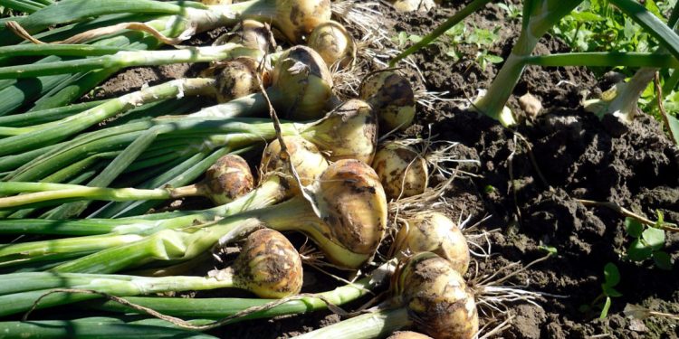 Optimizing Onion Harvesting with Innovative Technology in Río Colorado