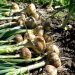 Optimizing Onion Harvesting with Innovative Technology in Río Colorado