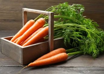 CarrotSymposium: A ‘Taste Of Things To Come’ in the World of Carrots and Apiaceae