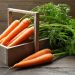 CarrotSymposium: A ‘Taste Of Things To Come’ in the World of Carrots and Apiaceae