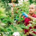 Revolutionizing Agriculture: Bigger Berries for Better Yields – The Latest Breakthrough in Fruit Farming