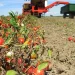 Cultivating Growth: Dagestan Expands Open-Field Vegetable Cultivation by 16%