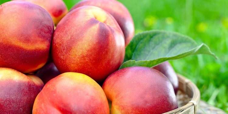 Abundant Harvest: Uzbekistan Sets New Export Record for Peaches and Nectarines in 2023