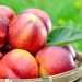 Abundant Harvest: Uzbekistan Sets New Export Record for Peaches and Nectarines in 2023
