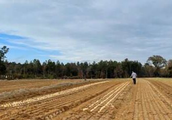 Unveiling the Secrets of Crying Onions: Gaining Insight into Beneficial Bacteria