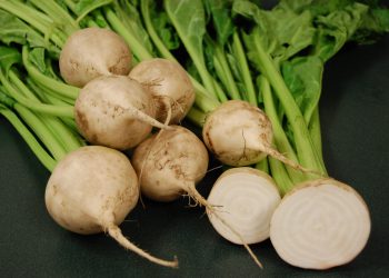 Optimizing Sugar Beet Processing at Aksu Sugar Factory: Boosting Agriculture Development in Kazakhstan