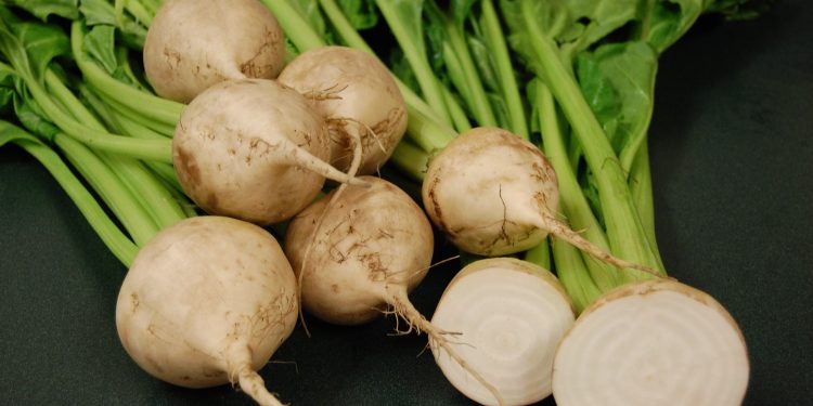 Optimizing Sugar Beet Processing at Aksu Sugar Factory: Boosting Agriculture Development in Kazakhstan