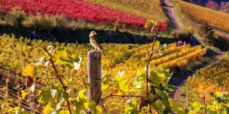 Preserving Vineyard Vitality: Addressing the Threat Posed by Fungicides
