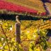 Preserving Vineyard Vitality: Addressing the Threat Posed by Fungicides
