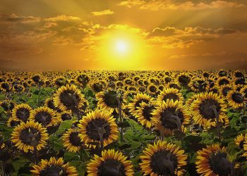 Experts Forecast a Good Harvest for Wheat, Sunflowers, and Corn this Autumn