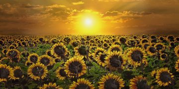 Experts Forecast a Good Harvest for Wheat, Sunflowers, and Corn this Autumn