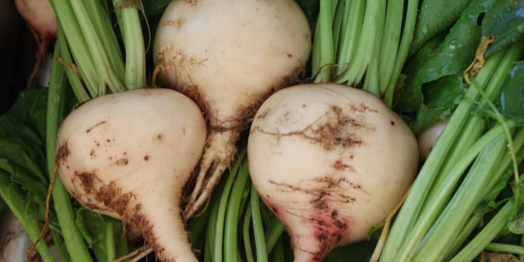 Harvesting Sweet Success: Stavropol Farmers Kickstart Sugar Beet Collection