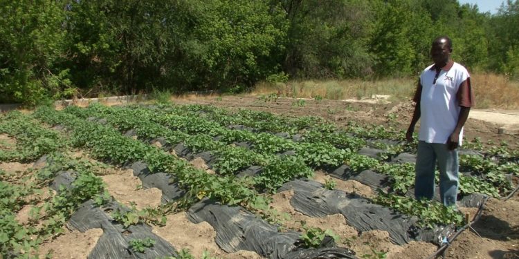 Overseas Treasures: African Agronomist Cultivates Rare Crops