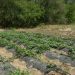Overseas Treasures: African Agronomist Cultivates Rare Crops
