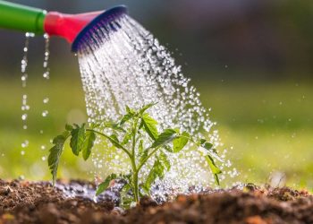 3 Steps Vegetable Growers Can Take To Conserve Water Through Irrigation