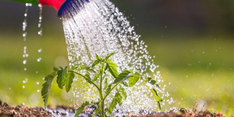 3 Steps Vegetable Growers Can Take To Conserve Water Through Irrigation