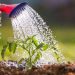 3 Steps Vegetable Growers Can Take To Conserve Water Through Irrigation