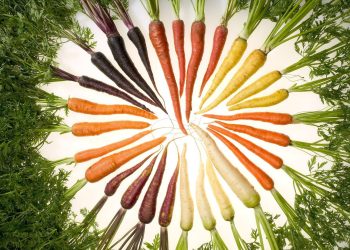 6 Different Carrot Colors: Exploring the Vibrant Palette of Nature’s Bounty