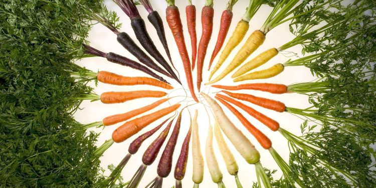 6 Different Carrot Colors: Exploring the Vibrant Palette of Nature’s Bounty